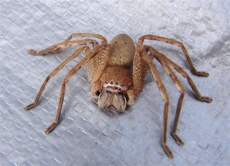 Brown Huntsman Spider, AU | Australian spider, Huntsman spider, Spider