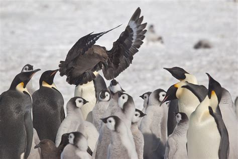 Brown Skua Harassing Emperor Penguin Creche | Flickr - Photo Sharing!