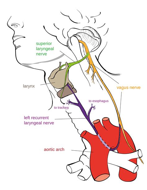 Recurrent laryngeal nerve - Wikipedia