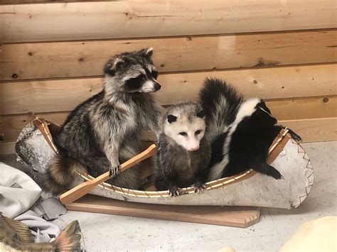 Canoeing raccoon possum and skunk | Etsy