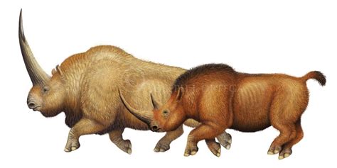 Joseph J. Ortega - A size comparison of the fossil rhinoceros species Elasmotherium sibricum and ...