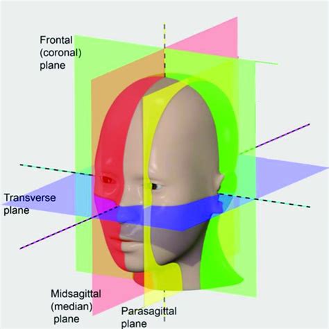 Coronal view of the locations of midsagittal, left and right... | Download Scientific Diagram