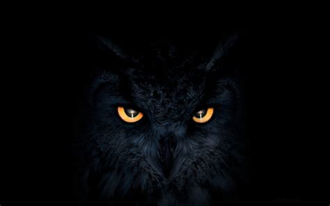 2880x1800 Owl Dark Glowing Eyes Macbook Pro Retina ,HD 4k Wallpapers,Images,Backgrounds,Photos ...