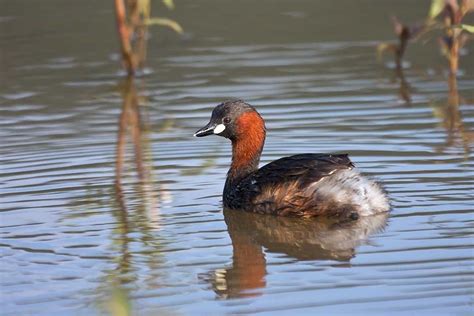 Little Grebe (Tachybaptus ruficollis) - www.birdwords.co.uk