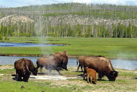 Yellowstone Bison Management In Limelight After Multiple Criminal Incidents | Wyoming Public Media