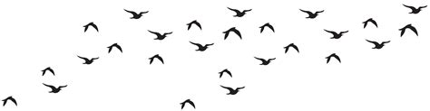 Bird Black and white Logo - Birds Flock Silhouette Clip Art Image png ...