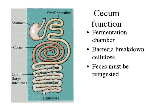 Cecum function