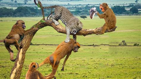 Leopard Suddenly Attacked Baboons. Baboon Too Late When Rescuing ...