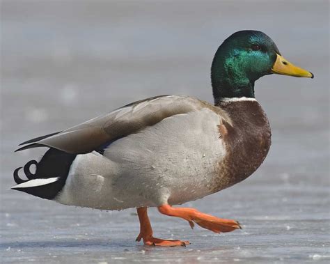 An introduction to the Mallard duck | Animal Mayhem