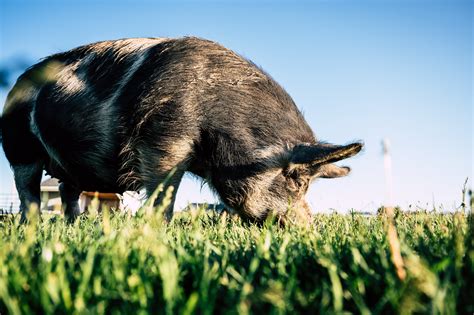 Pig eating grass in countryside · Free Stock Photo