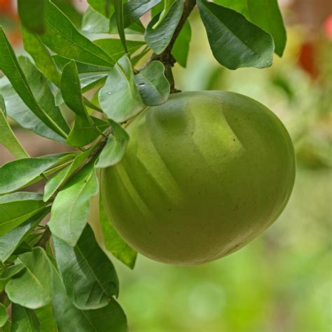 Oro Blanco Grapefruit Tree For Online Sale