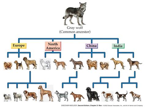 Evolution of Dogs - NeuroLogica Blog