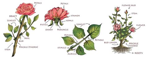 Beginner's Guide to Growing Roses | Jackson & Perkins