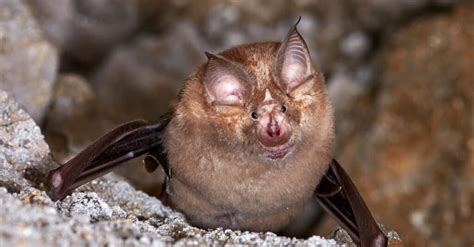 Cutest Bat: Which Bat Species is The Cutest in The World? - A-Z Animals