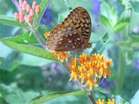 Pollinators: Butterfly Pollination