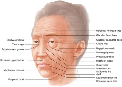 Anatomy Regions Of Face
