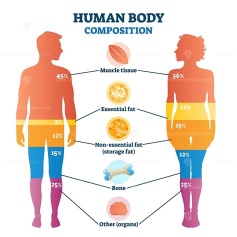 Human body composition infographic, vector illustration diagram – VectorMine