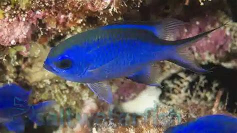 Blue Reef Chromis - Damsels - Saltwater Fish