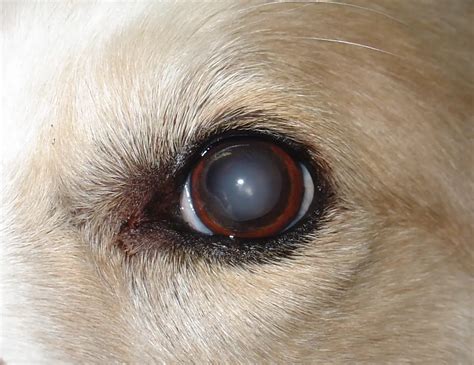 Symptoms And Causes Of Cloudy Eyes In Dogs- 5 Best Preventions! | SLECK