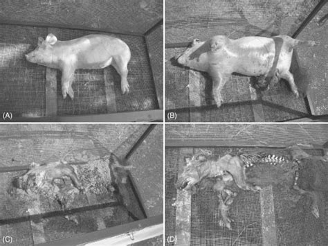 Decomposition during experiment 3. Carrion on the meadow at (A) 1 July... | Download Scientific ...