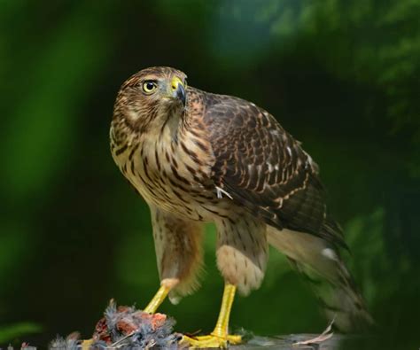 Proud with Prey | Focusing on Wildlife