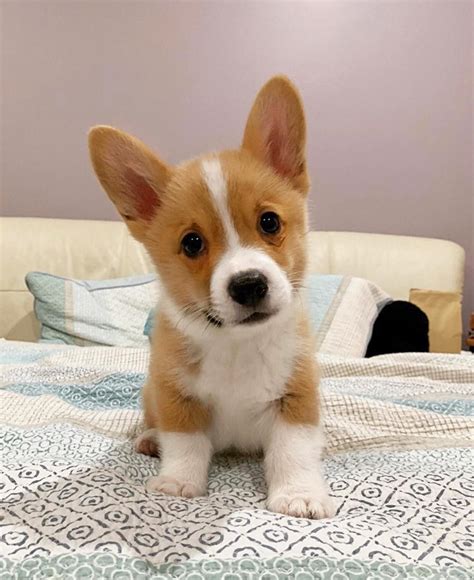 Corgi Puppies For Sale | Miami, FL #336291 | Petzlover