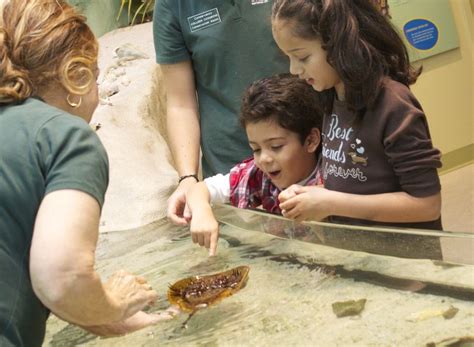 Learning about horseshoe crabs at the Conservancy of Southwest Florida ...