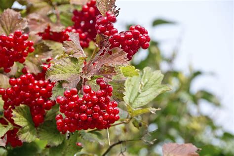 Highbush Cranberry - Viburnum Trilobum | Shrubs | Cold Stream Farm