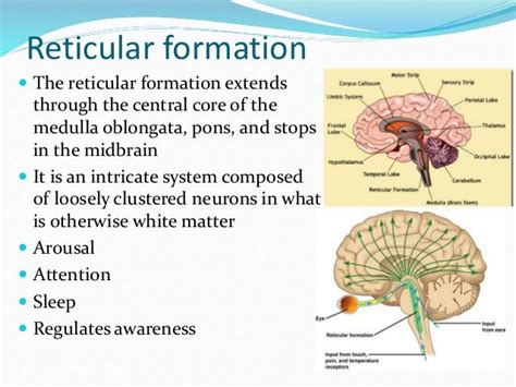 What Does The Reticular Formation Do - slidesharetrick