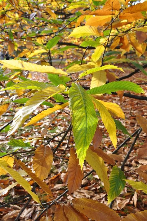 Sweet Chestnut Leaves, Kew Gardens, | The sweet chestnut is … | Flickr