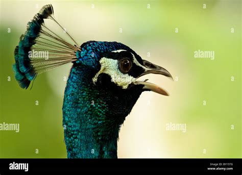 Male peacock close up of its head and plume Stock Photo - Alamy