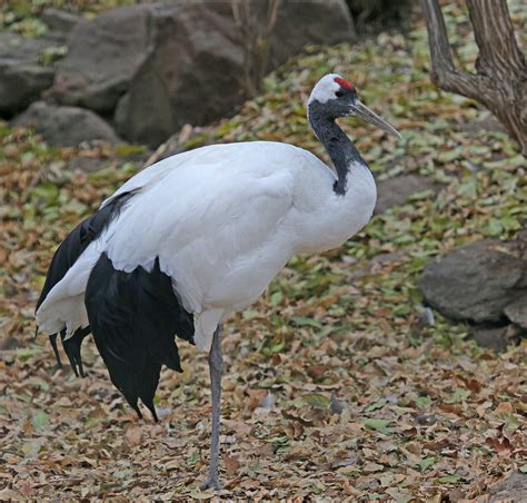 Pictures and information on Red-crowned Crane