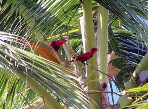 Red-and-blue Lory - Habitat Subspecies Distribution Breeding Diet