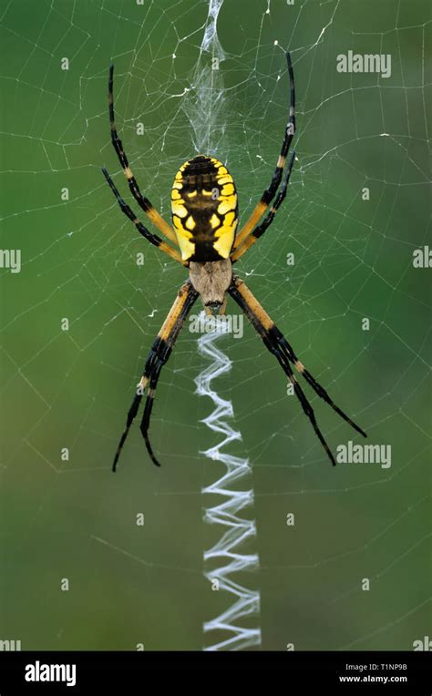 Black and yellow argiope (Argiope aurantia) on web. Large orb-weaver is common in eastern North ...