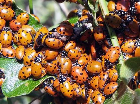 Ladybug (U.S. National Park Service)