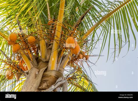 coconut tree (Cocos nucifera) a member of the family Arecaceae (palm family Stock Photo - Alamy