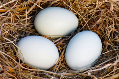 white chicken eggs | Tom Gibson Photography