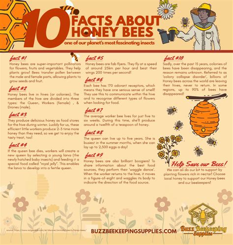 10 Fun Facts about honey bees - Buzz Beekeeping Supplies