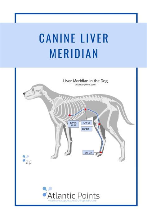 Acupuncture point chart the dog s pericardium meridian – Artofit