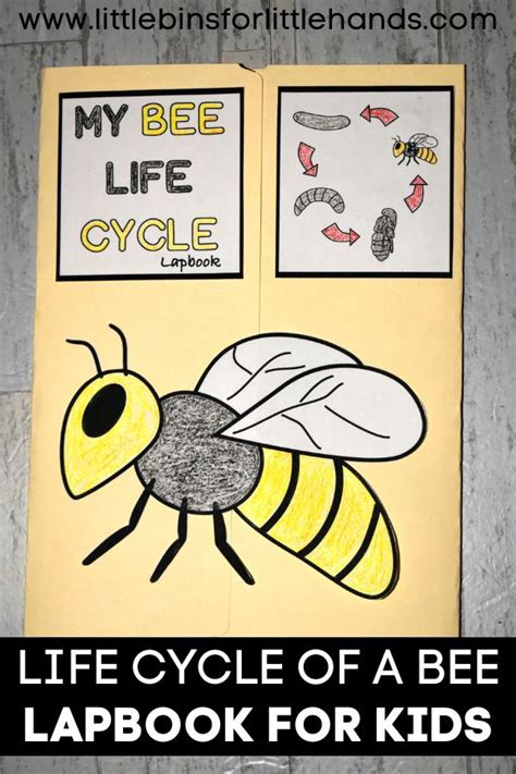 Honey Bee Life Cycle - Little Bins for Little Hands