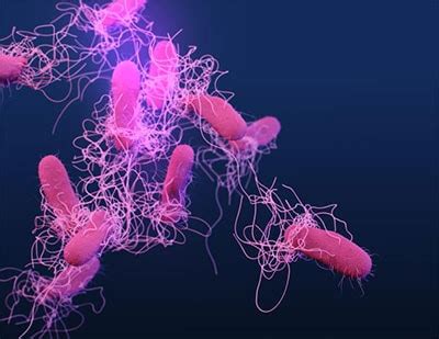 Diagnosis and Treatment | General Information | Salmonella | CDC