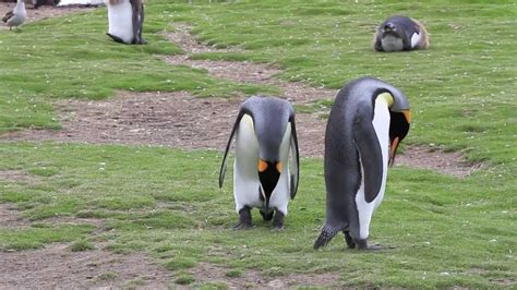 King Penguins Mating Start To Finish, Then They Switch! - YouTube