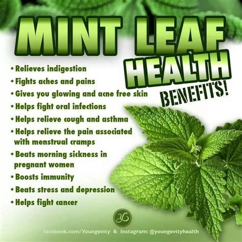 mint nutritional benefits