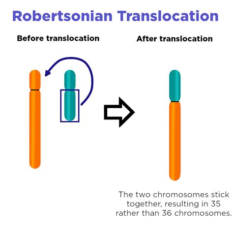 Translocation (Chromosome Mutation) — Definition & Impact - Expii