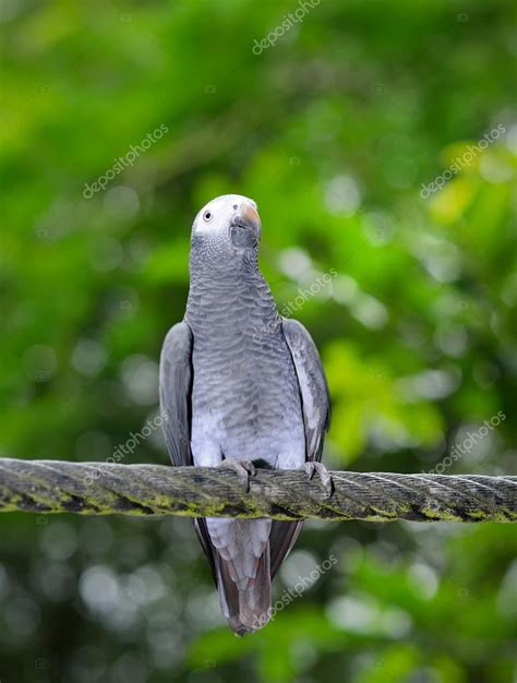 Close up of Timneh Grey Parrot (Psittacus timneh) — Stock Photo © tristantan71 #94400406