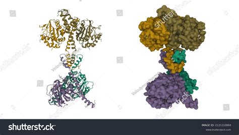 9 Isozyme Images, Stock Photos & Vectors | Shutterstock