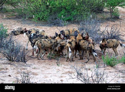 African Wild Dog, pack feeding on kill, Tswalu Game Reserve, Kalahari, Northern Cape, South ...