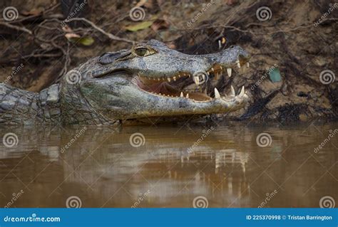 Closeup Side on Portrait of Black Caiman Melanosuchus Niger Head in Water with Jaw Open Showing ...