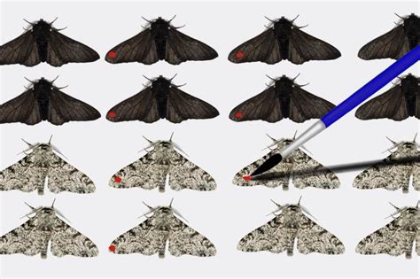 Peppered Moth natural selection experiments | The Learning Zone