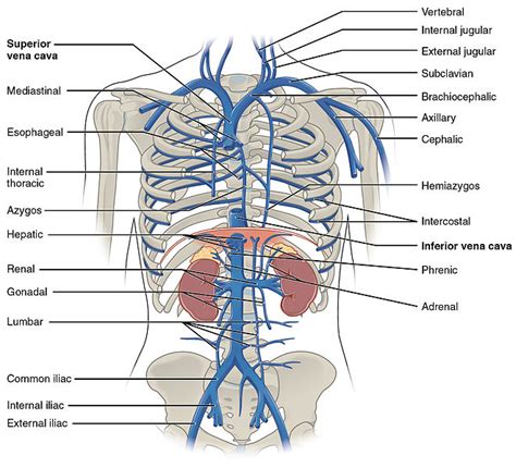 Difference Between Superior and Inferior Vena Cava - Pediaa.Com